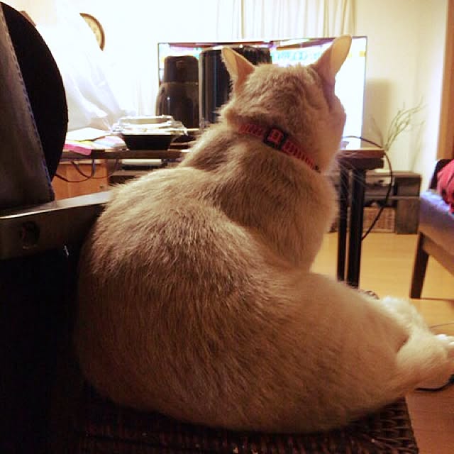 mikan161さんの実例写真