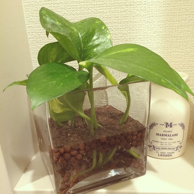 ayuさんの実例写真