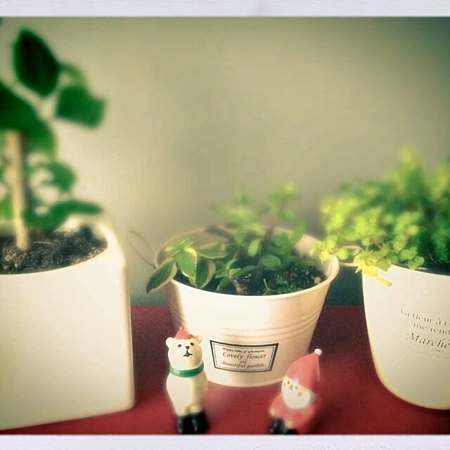 棚/植物のインテリア実例 - 2013-12-11 15:29:42