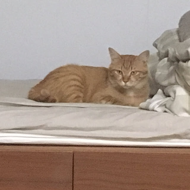 GomashioMkさんの実例写真