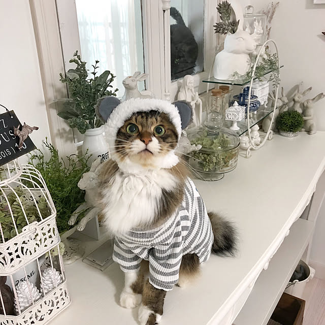 yuchiさんの実例写真