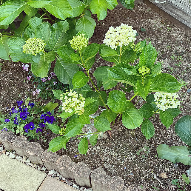 レンガの小道/ビオラ/紫陽花　万華鏡/紫陽花/庭...などのインテリア実例 - 2022-05-28 19:43:12