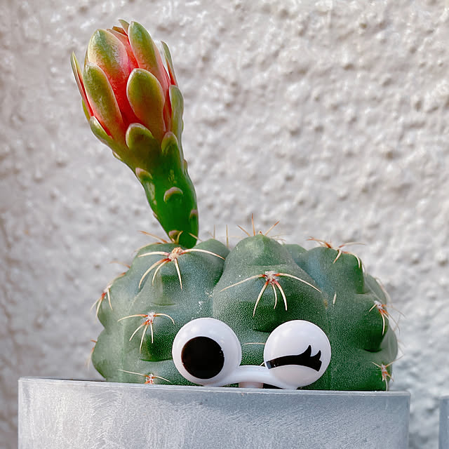 Hanakaさんの部屋