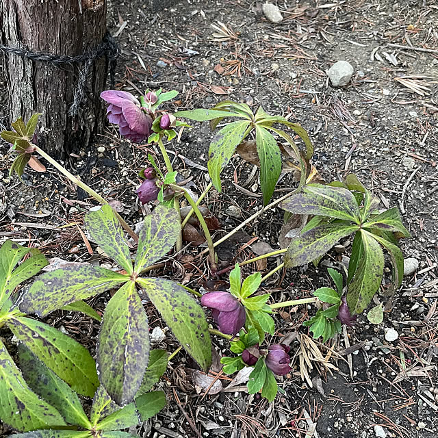 shin0719さんの実例写真