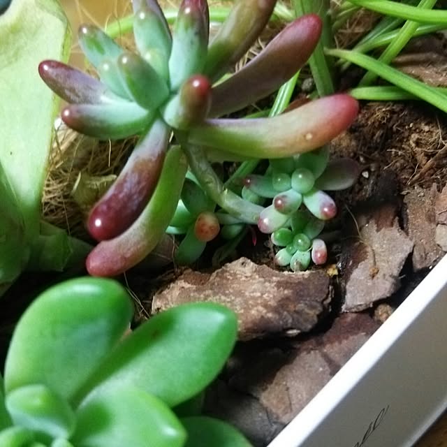 机/多肉植物/多肉寄せ植えのインテリア実例 - 2016-02-02 22:38:29