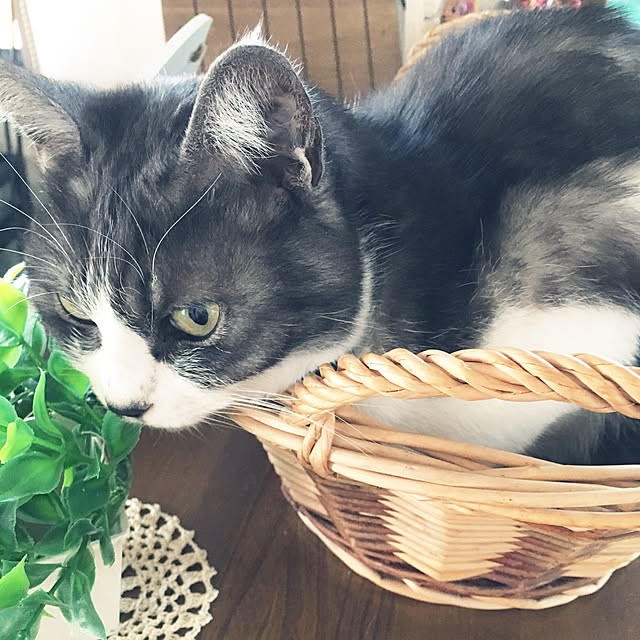 Pipiさんの実例写真