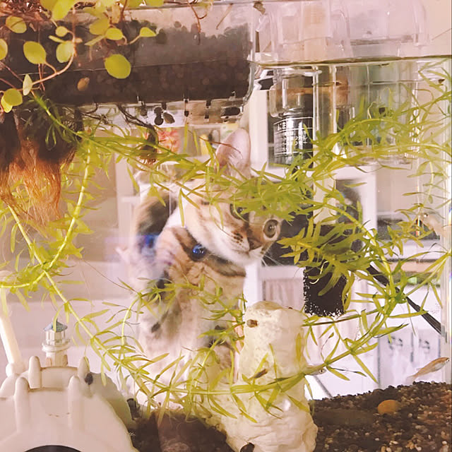 harukaさんの実例写真