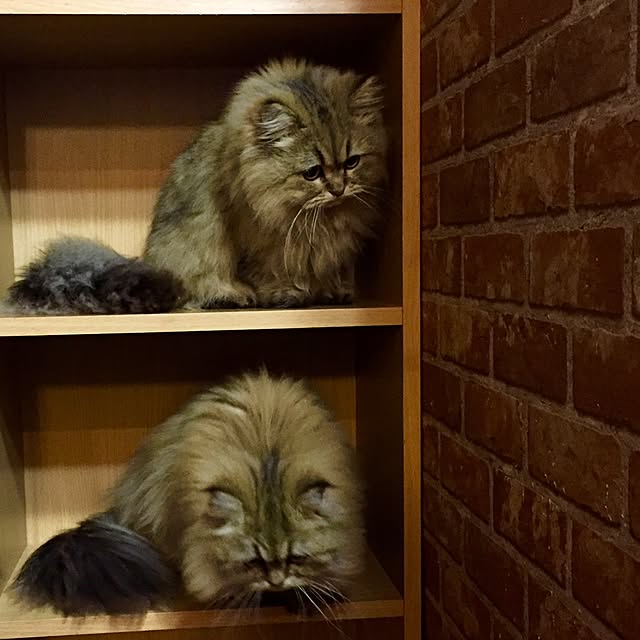 butachanさんの実例写真