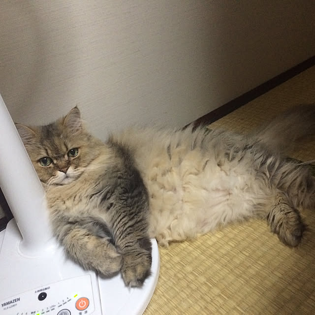 memedonさんの実例写真