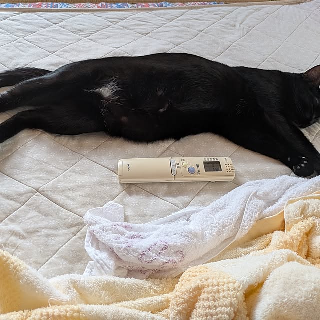 asaさんの実例写真