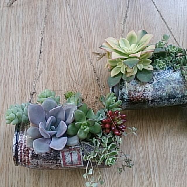 棚/多肉植物/リメ缶♥️のインテリア実例 - 2015-02-21 02:23:50