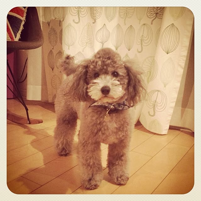 shaneさんの実例写真