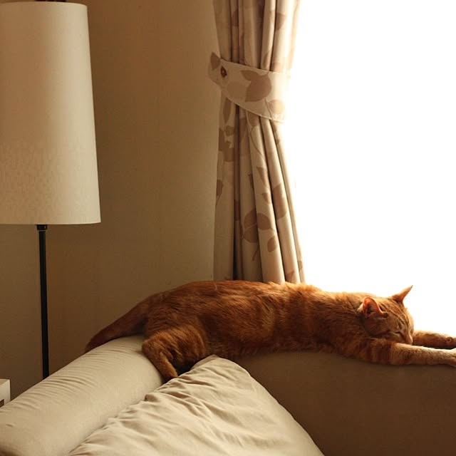 Junさんの実例写真