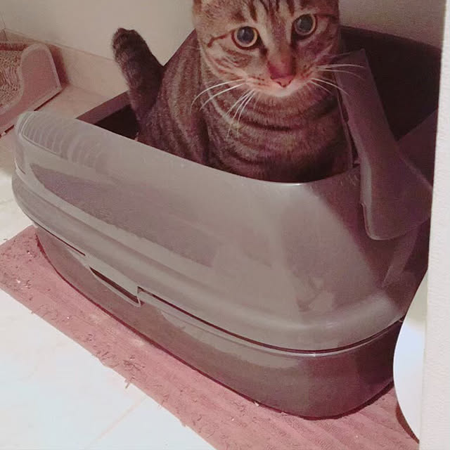 Chiekoさんの実例写真