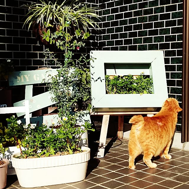 Toraziさんの実例写真