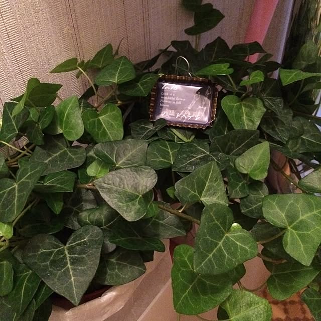 satominさんの実例写真