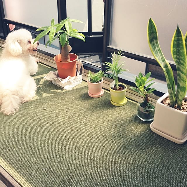 mikahanさんの実例写真