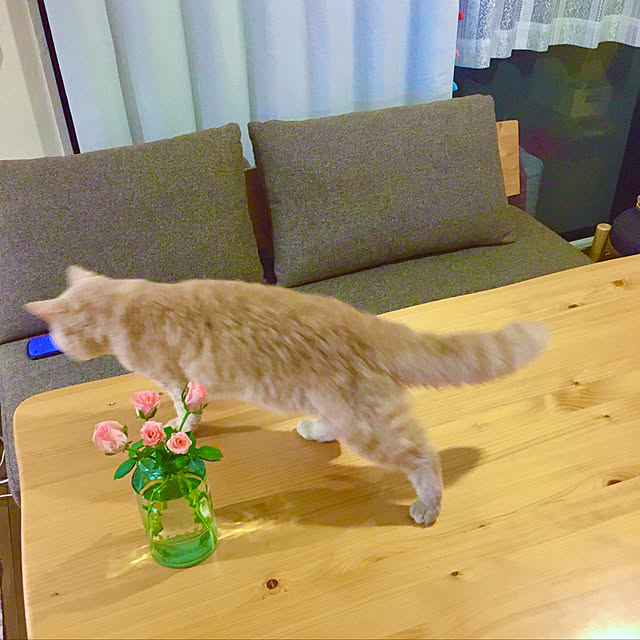 naokoさんの実例写真