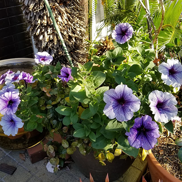 midoriさんの実例写真