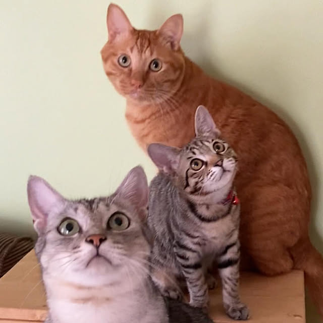 mako0301さんの実例写真