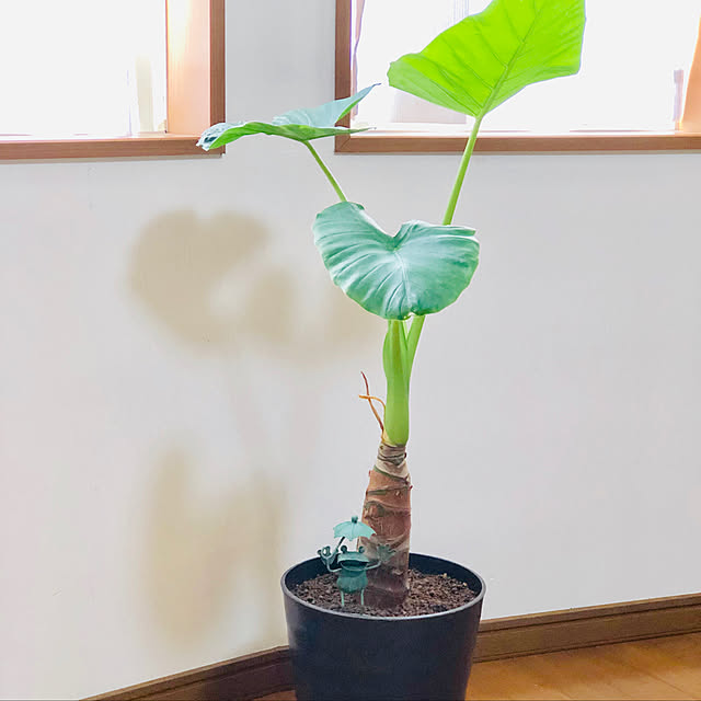 harugiさんの実例写真