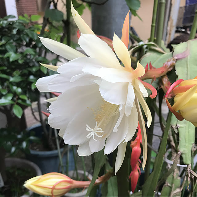 庭/観葉植物/玄関/入り口のインテリア実例 - 2022-05-17 08:59:48