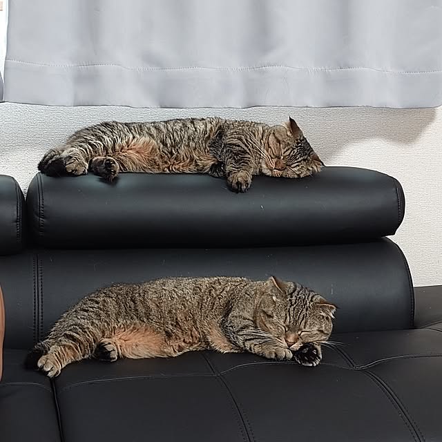 noguriさんの部屋