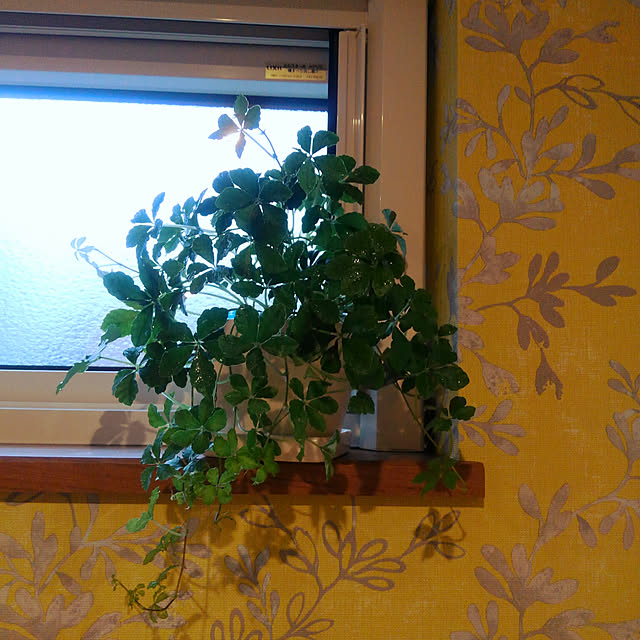 キッチン/観葉植物/植物のインテリア実例 - 2017-08-03 18:25:30