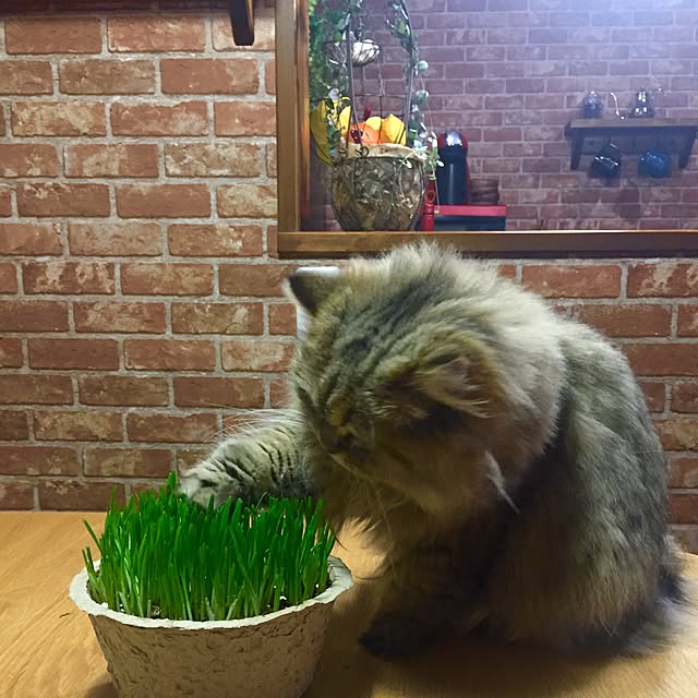 butachanさんの実例写真