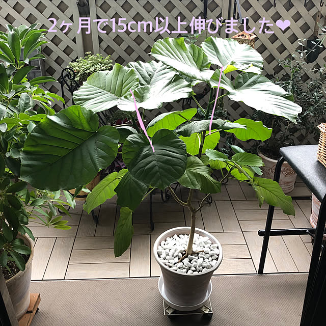 momo_sanさんの実例写真