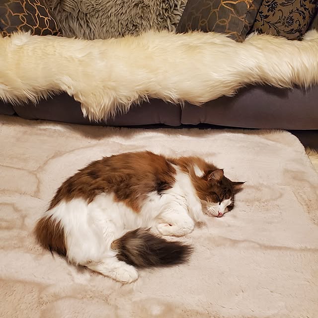 muku+maroさんの部屋