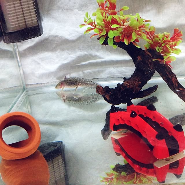 mcdr.さんの実例写真
