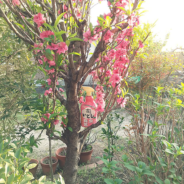 玄関/入り口/ガーデニング/花のある暮らし/害虫対策/アースガーデン...などのインテリア実例 - 2022-04-22 17:45:38