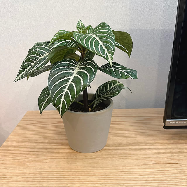 erikaさんの部屋