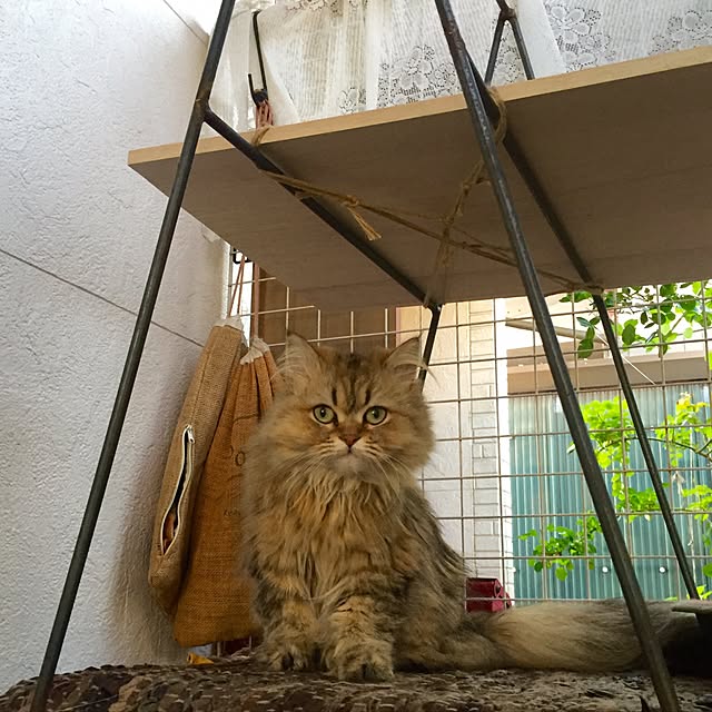 butachanさんの実例写真