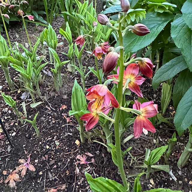 mamizaさんの部屋