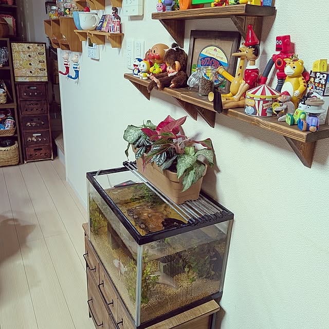 umeboshicyanさんの部屋