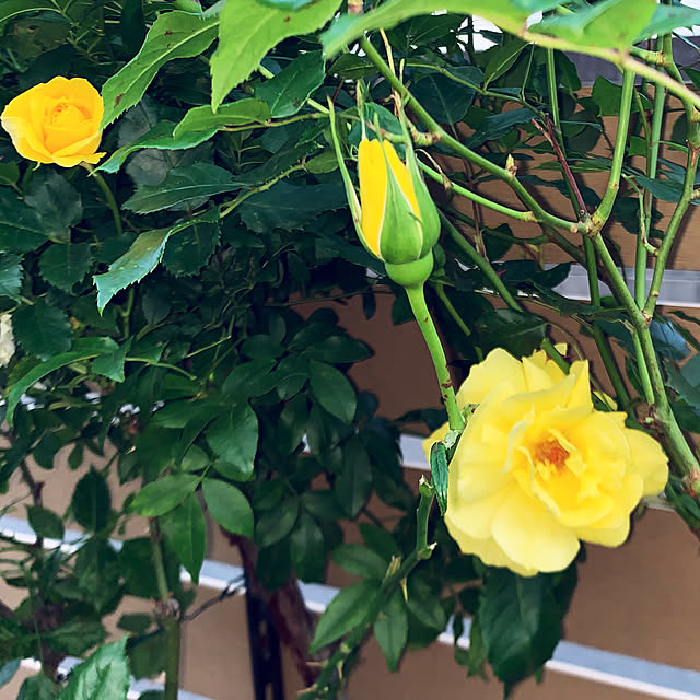 KYONさんの部屋