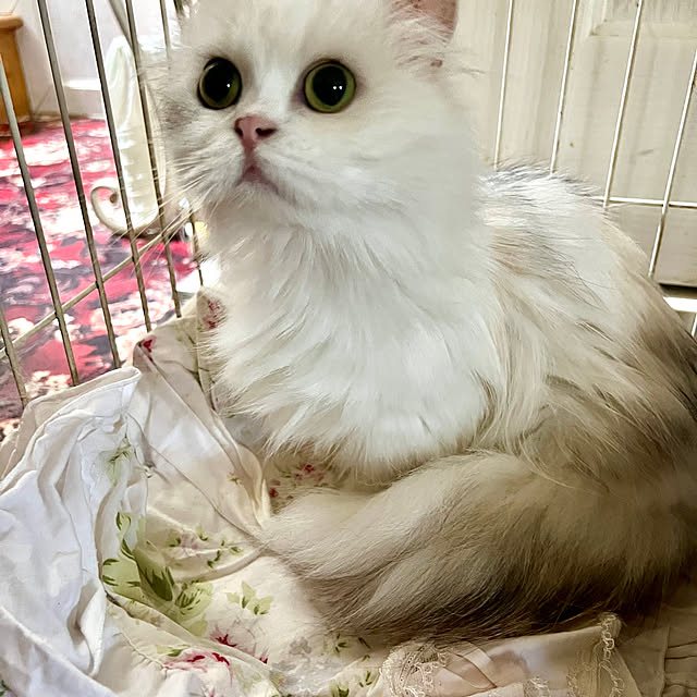 AYUKOさんの部屋