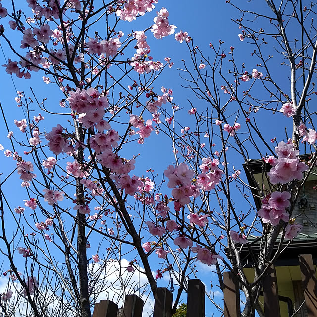 shukoさんの実例写真