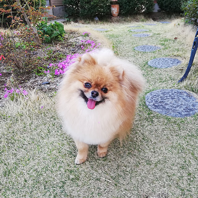 shiomaruさんの実例写真