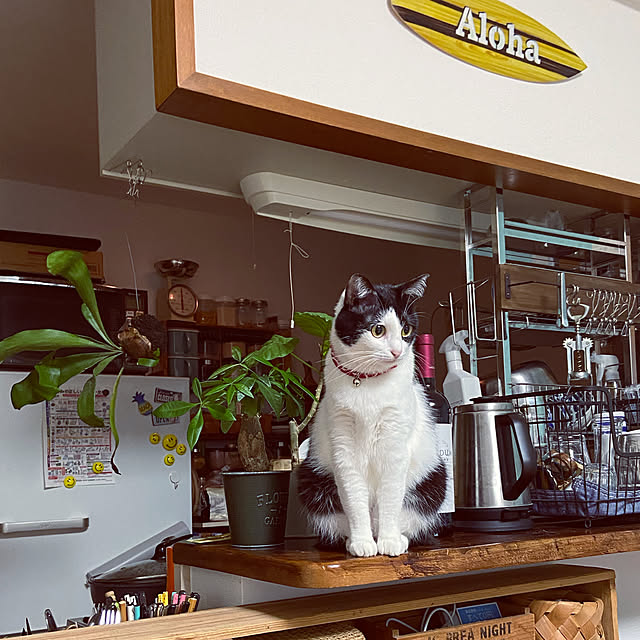 mtaさんの実例写真