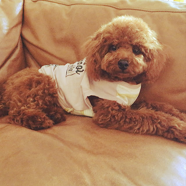 Rumakさんの実例写真