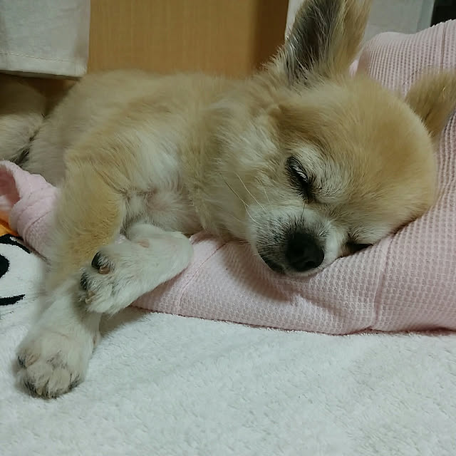 sasukeさんの実例写真