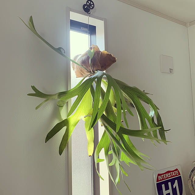 momomoさんの実例写真
