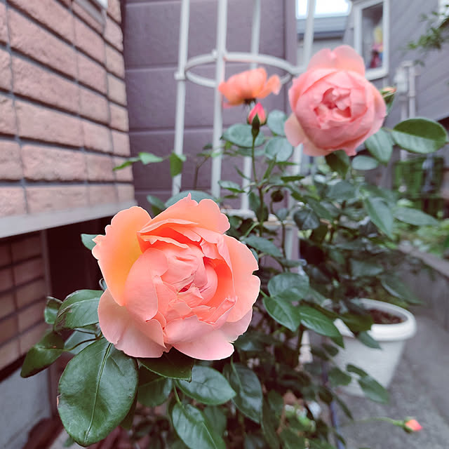kiraさんの実例写真