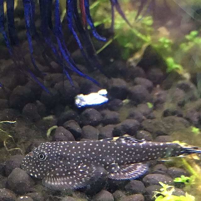 tetra163さんの実例写真