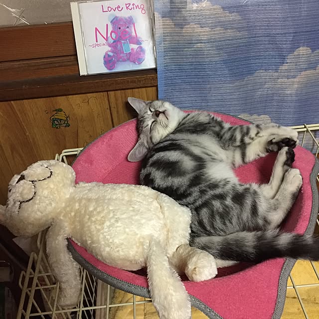 tanutanさんの実例写真