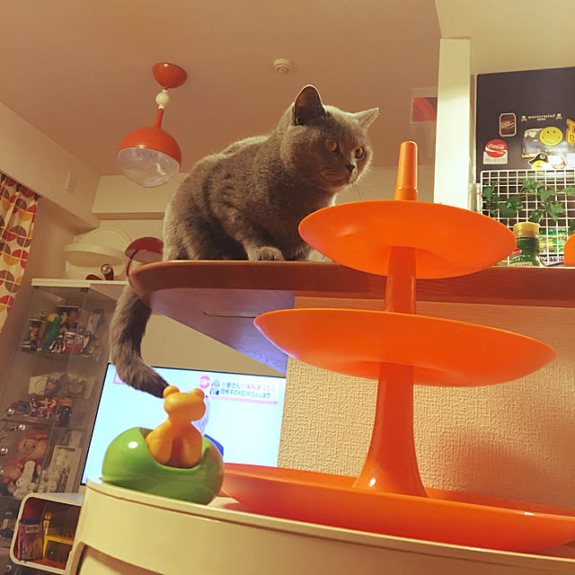 ikettenさんの実例写真