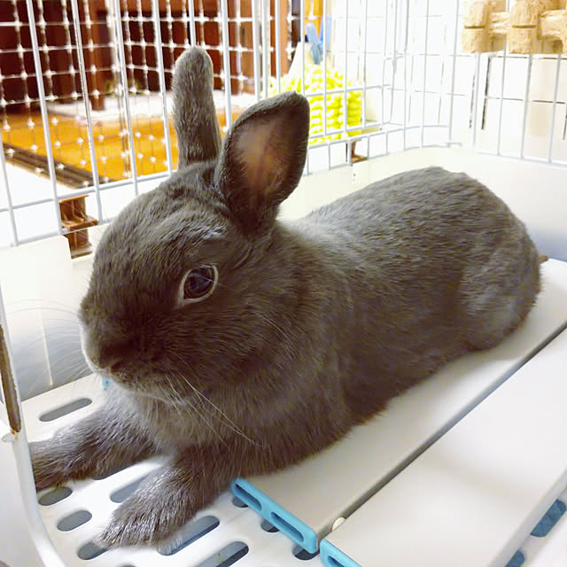 makotomosukeさんの実例写真
